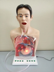 Gastric lavage simulator (model), ROST-A2