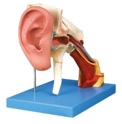 Ear model, enlarged 5 times, 4 parts, S7106