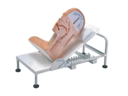 Model for demonstration of head position, 85