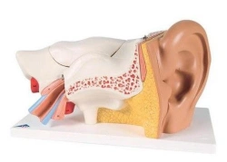 Anatomy of the ear, S7108