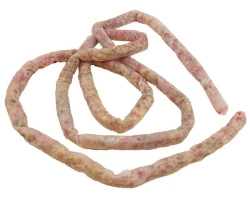 Model of small intestine, 12005