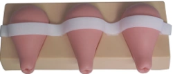 Model for curettage T33A/GP6632