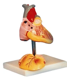 Enlarged model of child's heart, 16008