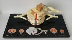 5:1 model of human spinal cord, ROST-88