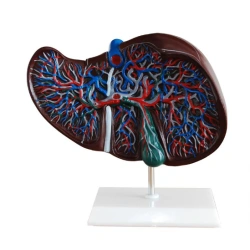 Model of liver 02009