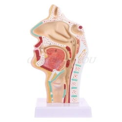 Model of larynx, 18108