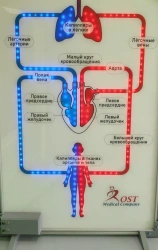 Electrical model of large and small circulatory circles, ROST-Stand-1