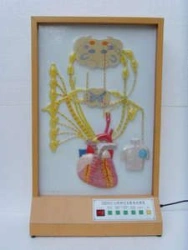 Electrical model of cardiac innervation, 16009