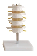 Lumbar spine, SK1108