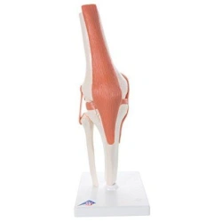 Knee joint model, 11206