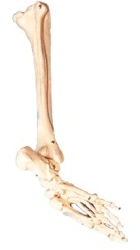 Bones of tibia, foot, art.11132
