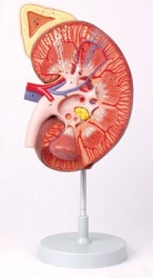 Kidney and adrenal gland model (3:1), ROST-14006-1
