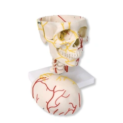Adult skull with vessels and nerves, 11113