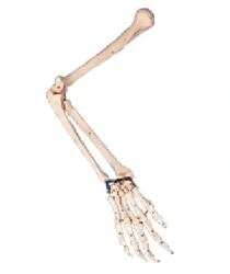 Bone model of the hand 11124