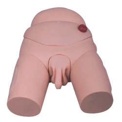 Bladder catheterisation model (male), D3