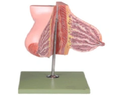 Model of mammary gland during lactation 15111