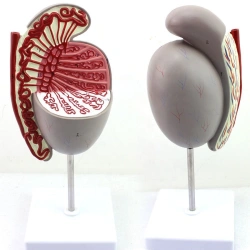 Enlarged model of testis, 15103