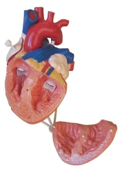 Enlarged 2:1 heart model, ROST-heart.