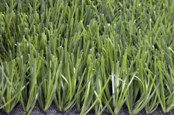 Artificial grass Grass 50Z/10 PU