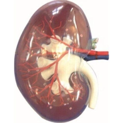 Transparent kidney segment model, 12010