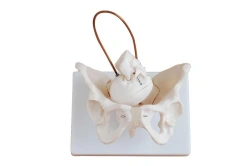 Bone model of female pelvis with infant's head GP6616