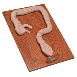 Model of sigmoidoscopic examination, CS6607