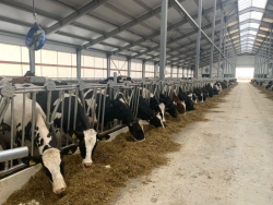 Fencing of feed table for animal fixation - Head-lock