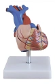 Heart model, ROST-16007