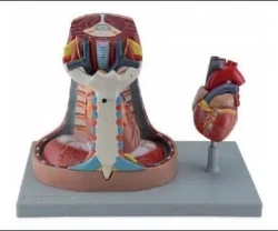 Model of mediastinum, 13014