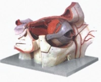 Enlarged model of eyeball, eye socket with nerves and vessels, 17105