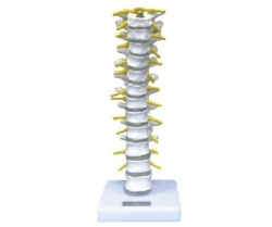 Thoracic spine harness, item no. 11108