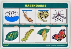 Insect Miracles of Transformation Series Game.