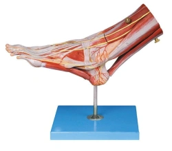 Foot model with muscles, large vessels and nerves, 11309