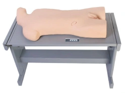 Model for teaching pleural puncture and liver abscess puncture, CK819