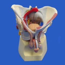 Model of male pelvis, genitals, vessels and nerves 15107-2