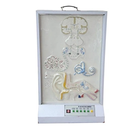 Electrical model of auditory conduction, 18218