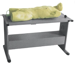Model for teaching pleural puncture and liver abscess, CK819