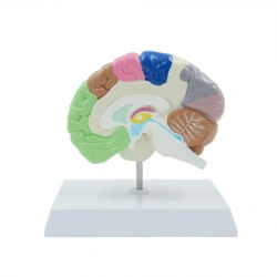 Model of horizontal section of brain, 2