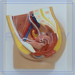 Female pelvic section model, G4012