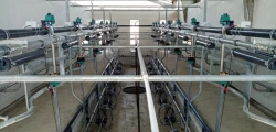 Milking unit (parlour) "Yolochka"