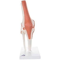 Life-size knee joint, SK2111