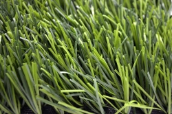 Artificial grass Grass 40/8,8