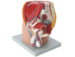 Model of the median section of the male pelvis, 15101