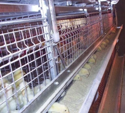 Equipment for cage rearing of repair young chickens TCVS