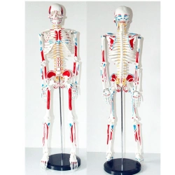 Anatomical model of skeleton of human body with attached muscles ( 85 cm), 11302-2
