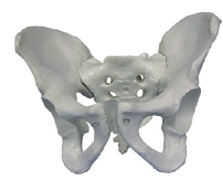 Pelvic bones (male), item SK1127