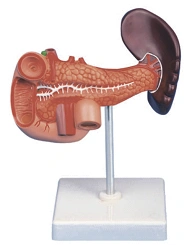 Pancreas, spleen, duodenum, 12004-2