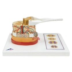 Model of spinal cord and spinal nerves, 18102