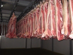 Pork half carcass meat