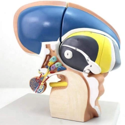 Model of diencephalon, 18214